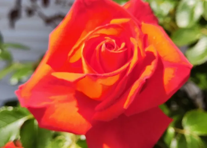 Apartamento Havasi *