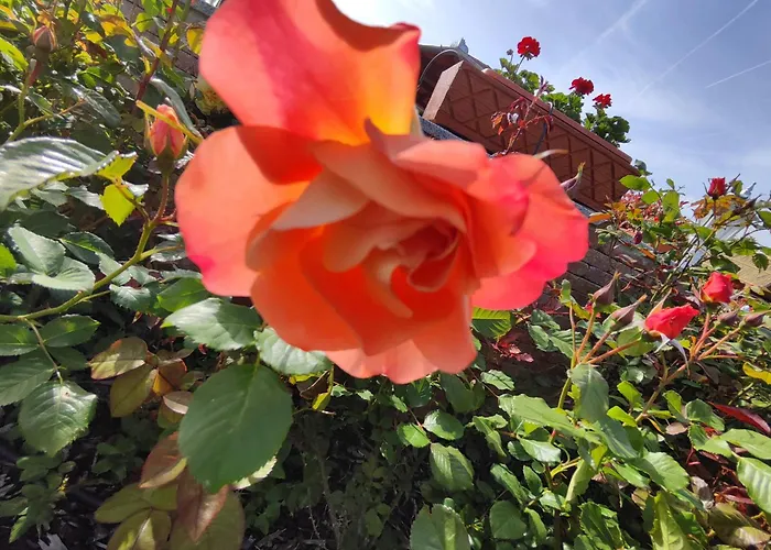 Havasi Ueduelohaz דירה גיינסדיאס